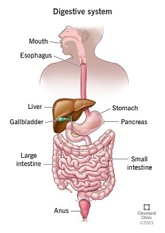 Digestive System2