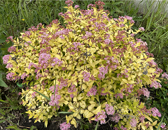 Flowers2