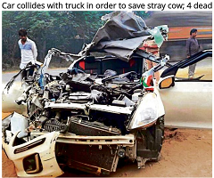 CowAccident2