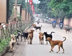 StrayDOGS2